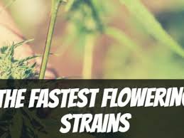 Expert Tips for Choosing the Right Fast Flowering Cannabis Seeds,