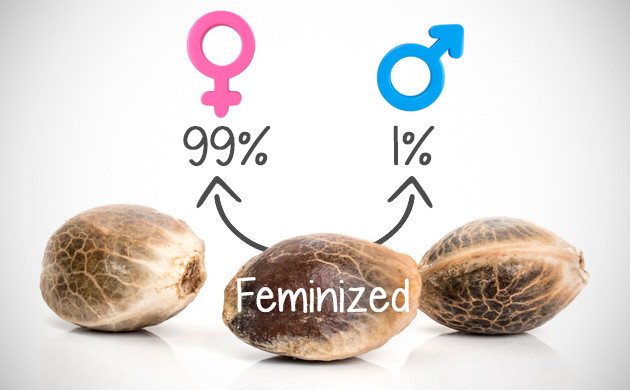 Discover the Ultimate Range of Feminized Cannabis Seeds.