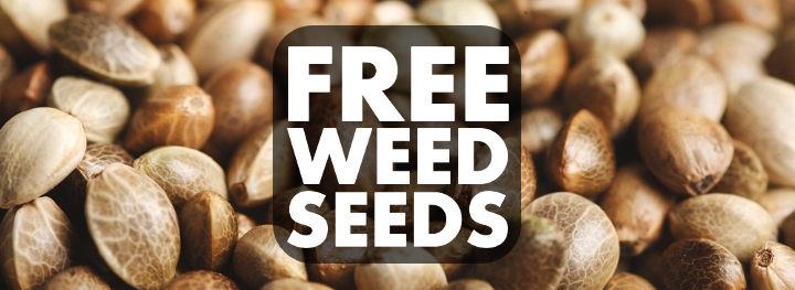 UK's Cannabis Seeds Store - Discover the Best Value Discount Cannabis Seeds