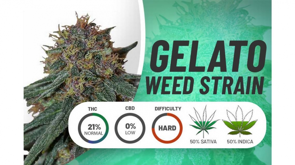 Unleash Your Taste Buds with Gelato Cannabis Seeds Strains.