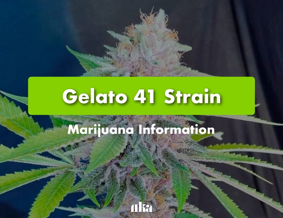 Entdecken Sie die unglaublichen Vorteile des Kaufs von Gelato 41-Cannabissamen.