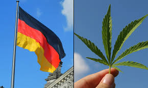  Perfect Cannabis Seeds for the German Market: Indica vs. Sativa.