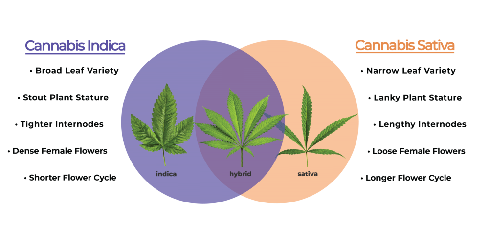 Understanding the Different Types of Cannabis Seeds.