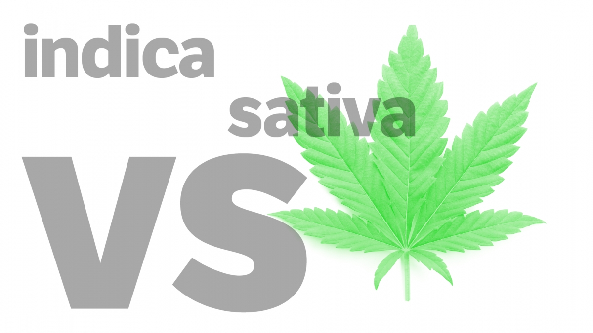 Indica to Sativa Cannabis Seeds Available at Discount Cannabis Seeds