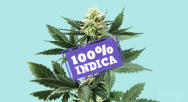 Wide Range of Indica Cannabis Seeds at Discount Cannabis Seeds.