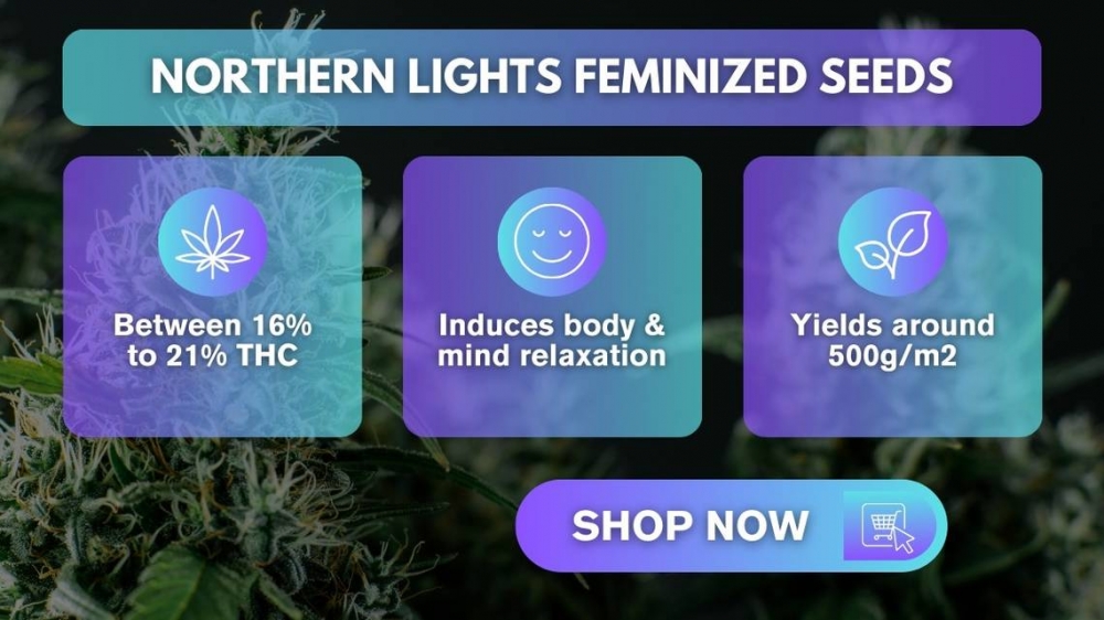 Unlock the Beauty of Northern Lights Cannabis Seeds.