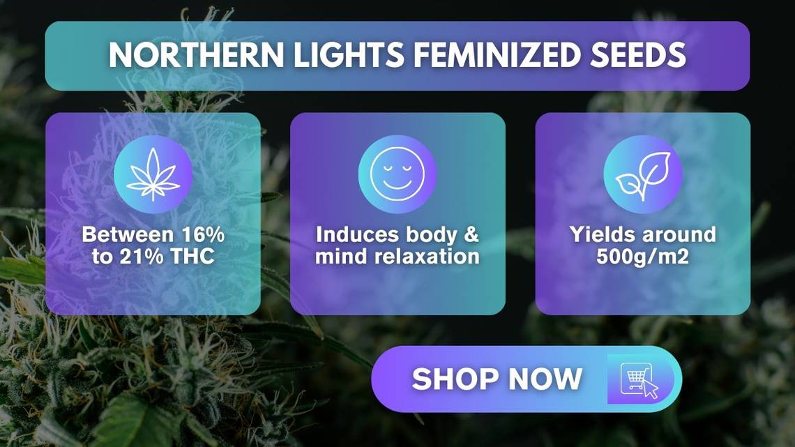 Why We Are the Perfect Choice for Buying Northern Lights Cannabis Seeds.