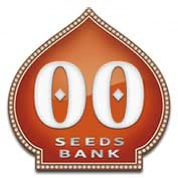 Auto Oreoz Feminised Cannabis Seeds | OO Seeds.