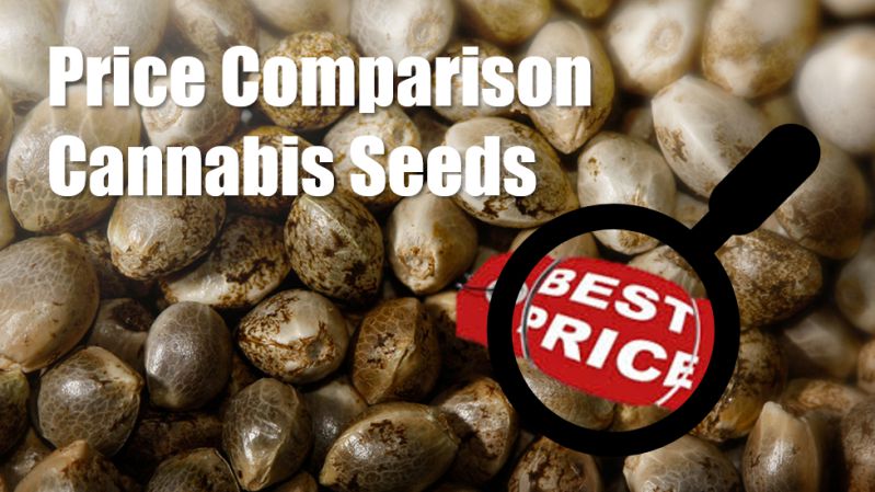 Price Comparison Discount Cannabis Seeds Reign Top Spot.