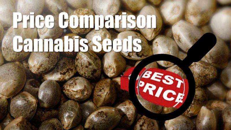 Exploring the Most Affordable Comparison at Discount Cannabis Seeds