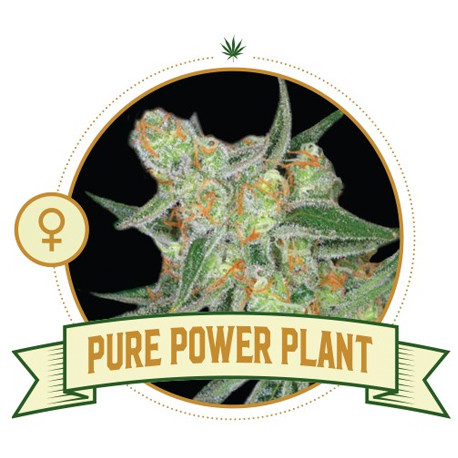 Discover the Power of Pure Power Plant Cannabis Seeds.