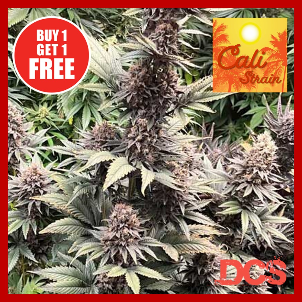 New DCS Cali Strains - Discount Cannabis Seeds