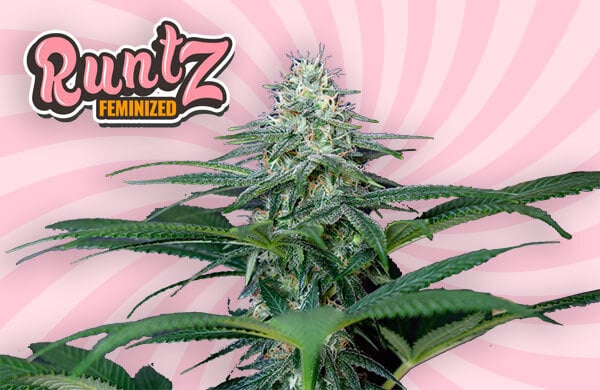 Discover the Perfect Blend of Quality. Buy Runtz Cannabis Seeds