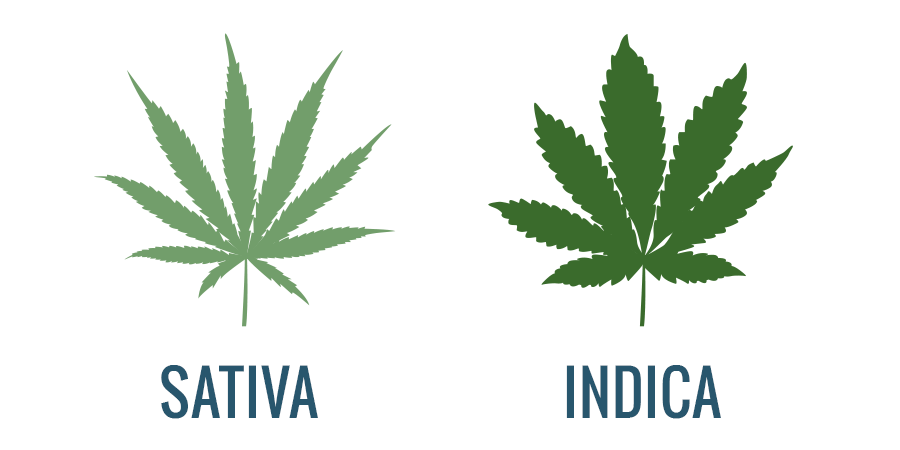 Best Cannabis Seeds Varieties: A Deep Dive into Indica vs Sativa.