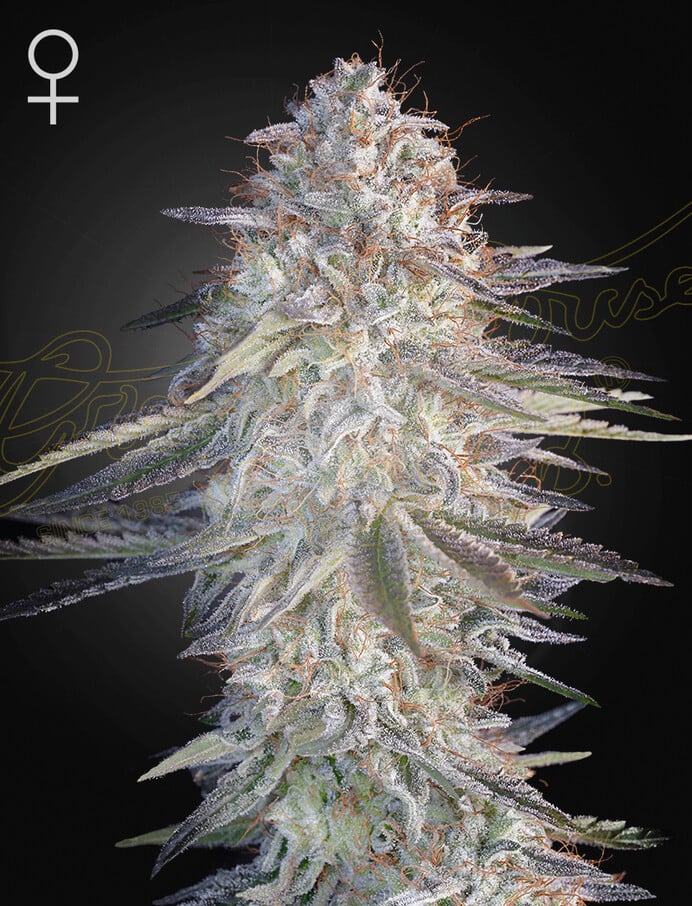 Genetics: Super Lemon Haze x Pink Candy Type: Feminised cannabis seeds Genotype: 60% Sativa Indoor flowering: 8-9 weeks Outdoor harvest: October THC content: Very high (28%) Indoor yield: High Outdoor yield: Very high (1600g per plant)