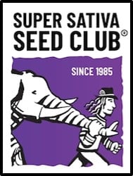 Auto Bruce Lemon Diesel Feminised Cannabis Seeds - Super Sativa Seed Club