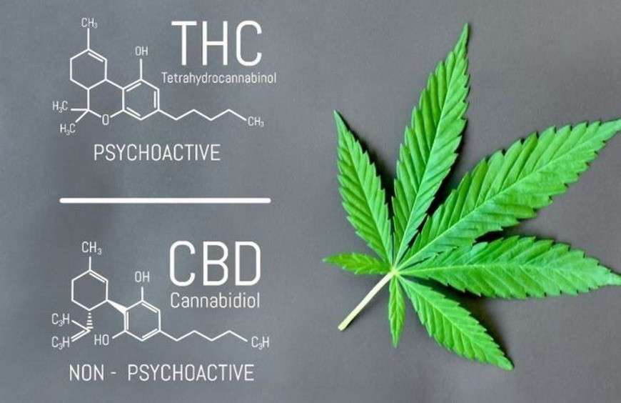 THC and CBD Cannabis Seeds for Your Medical Needs.