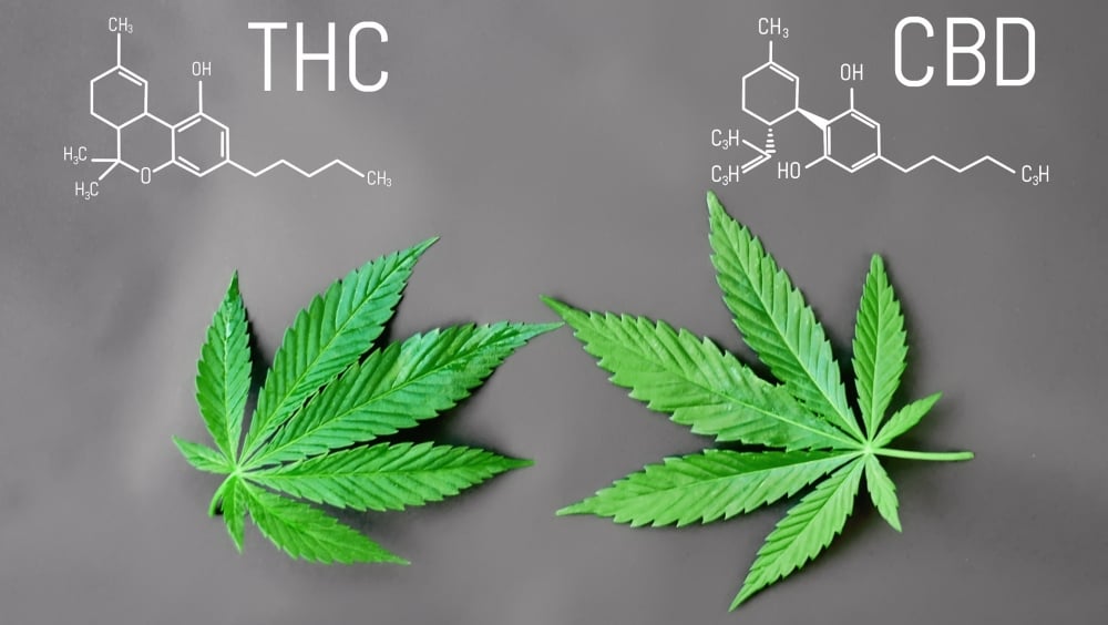 Uncover the Most Sought-After THC Cannabis Seeds.