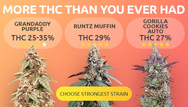 Discover the Selection of THC Cannabis Seeds at Discount Cannabis Seeds.