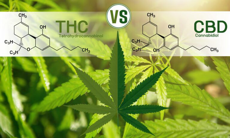 Why Discount Cannabis Seeds is the Choice for THC Cannabis Seeds.