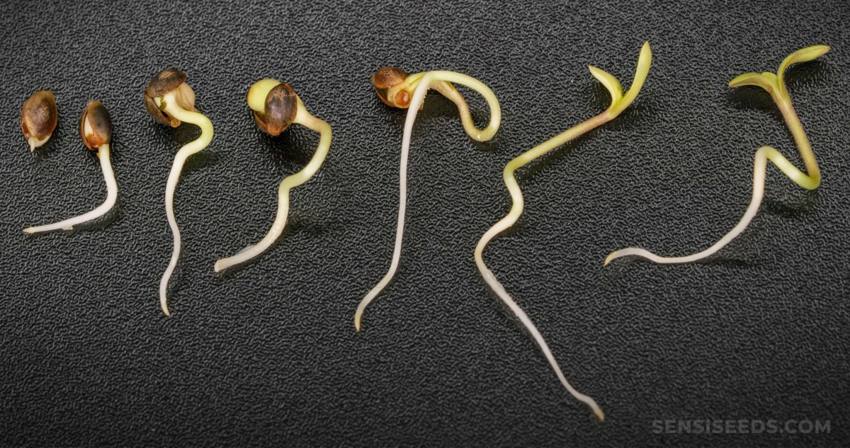  A Beginner's Guide to Germinating Cannabis Seeds.