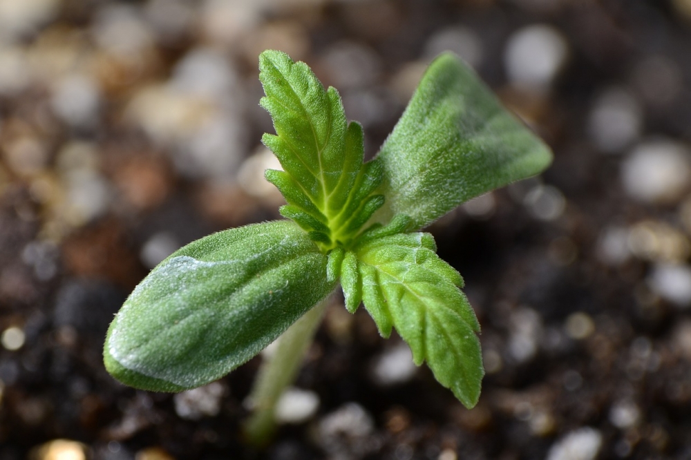 The Game-Changing Role of Discount Cannabis Seeds