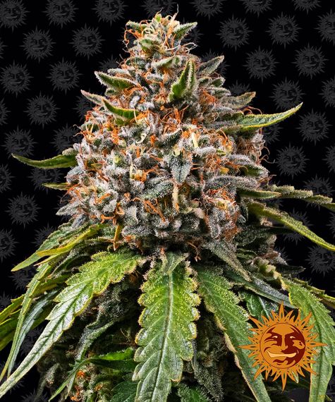 Tips for Selecting White Widow Seeds at Discount Cannabis Seeds.