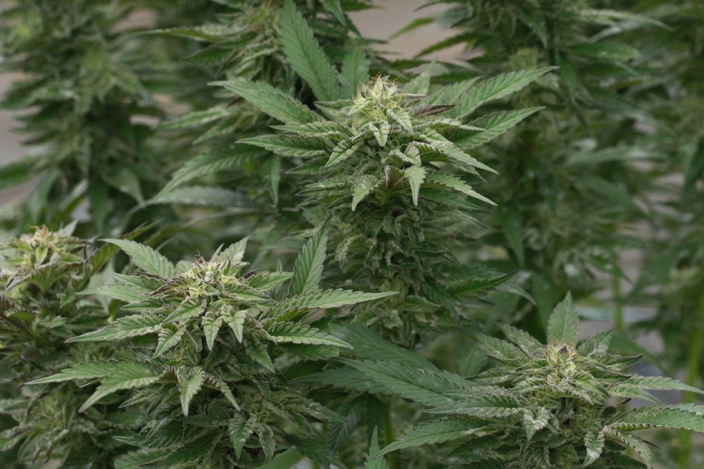  How to Order White Widow Cannabis from Discount Cannabis Seeds.