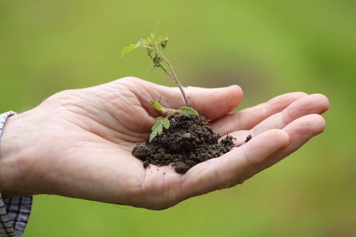 The Diversity: Exploring the Different Types of Cannabis Seeds.