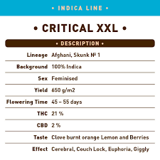 Exploring XXL Yielding Cannabis Seeds At Discount Cannabis Seeds.