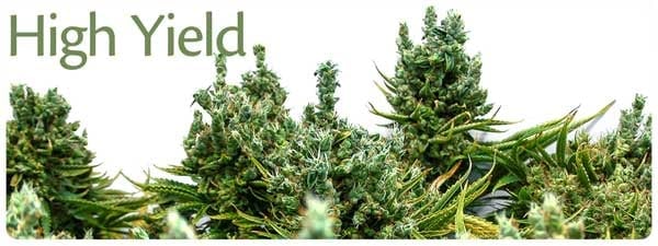 Exploring XXL Yielding Cannabis Seeds At Discount Cannabis Seeds.