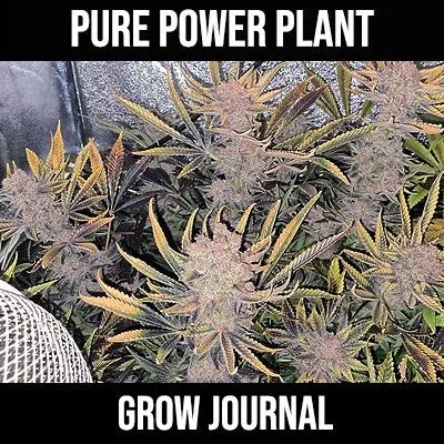 Unlock the Potential of Pure Power Plant Cannabis Seeds.