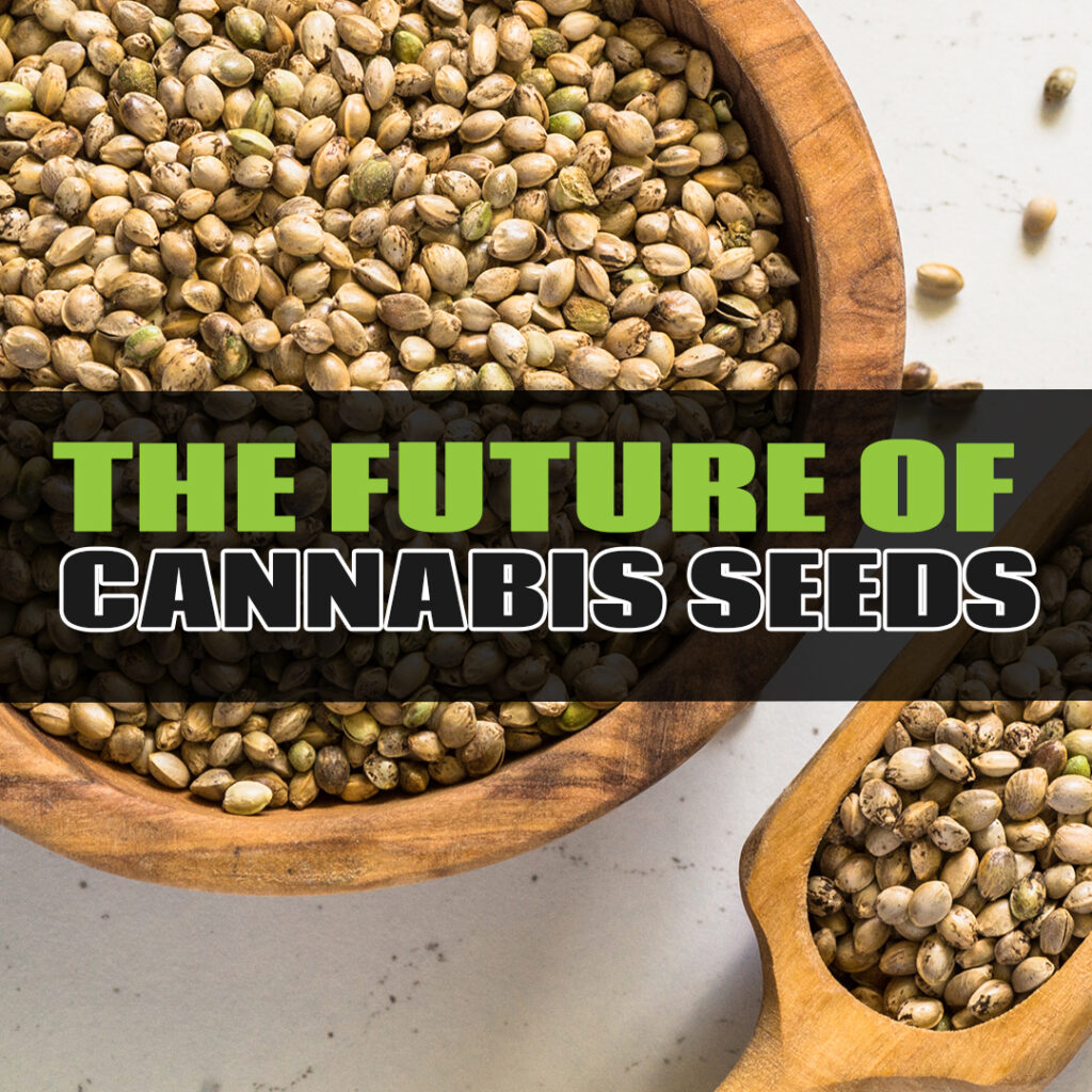 Deal of the Day The Future Cannabis Seeds at Discount Cannabis Seeds