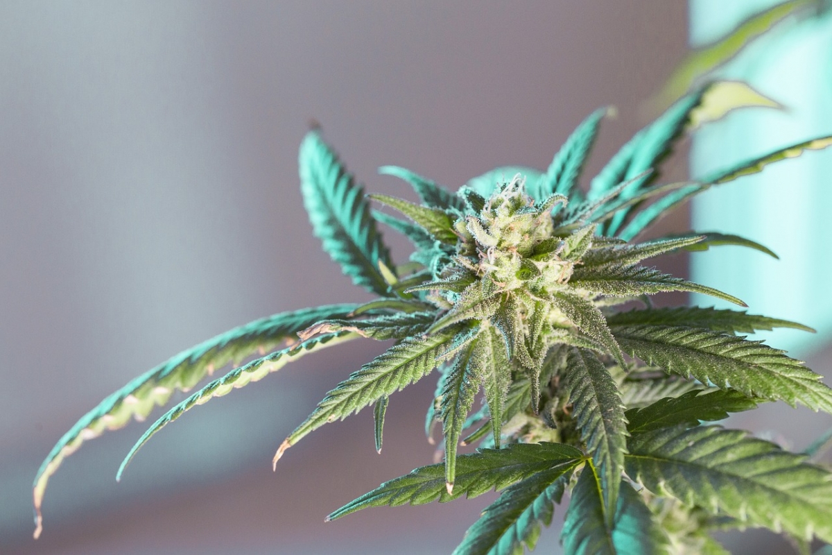 Tips for Selecting White Widow Seeds at Discount Cannabis Seeds.