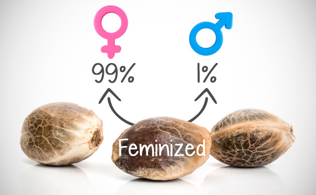 Your Guide to Buying Feminised Cannabis Seeds.