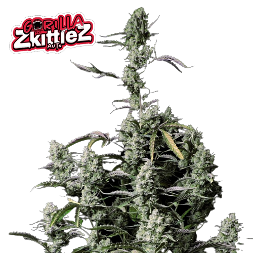 Experience the Sensational Effects of Gorilla Zkittlez Cannabis Seeds