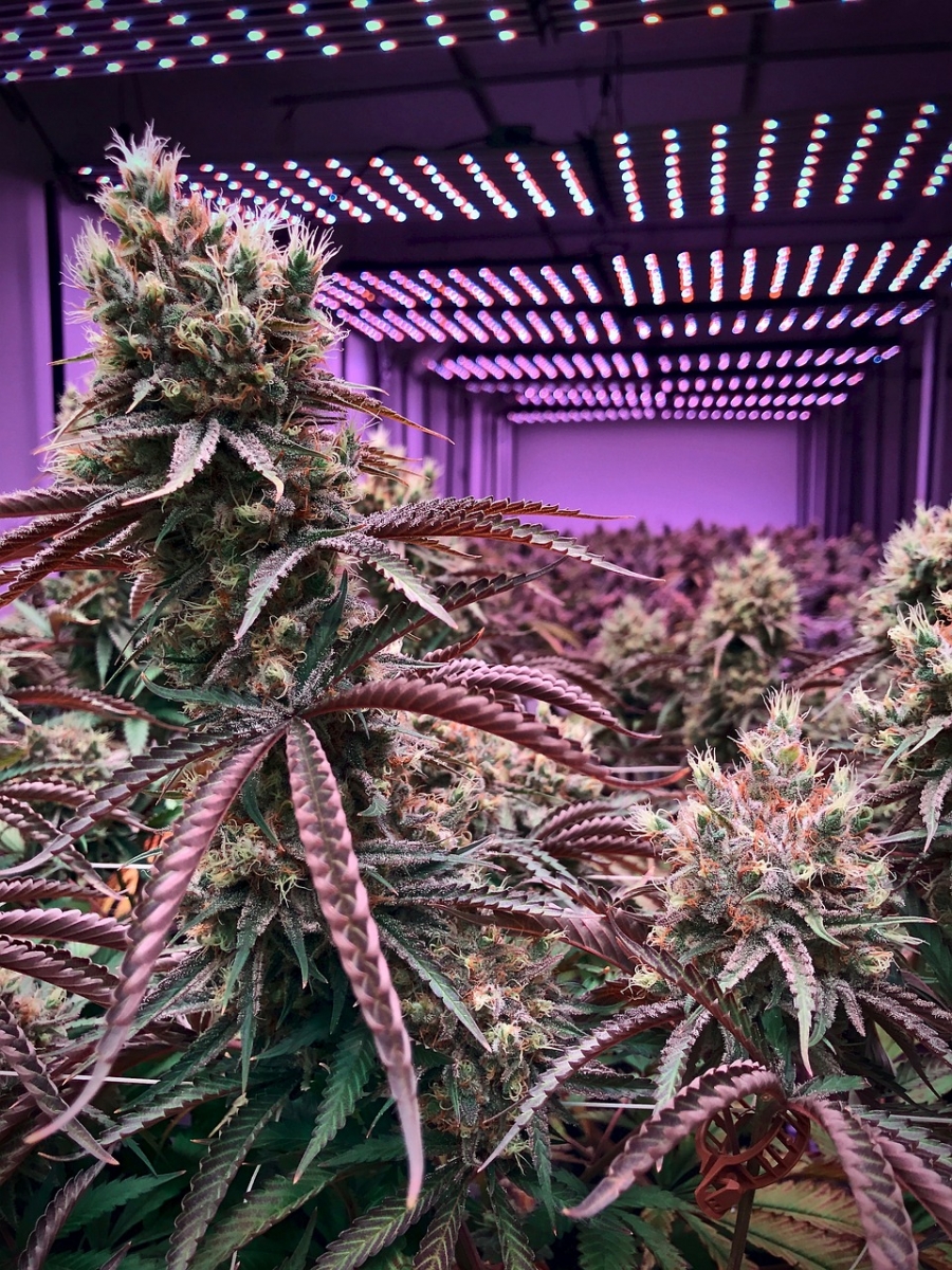 Start Your Cannabis Seeds Year on a High Note with the Best Deals.