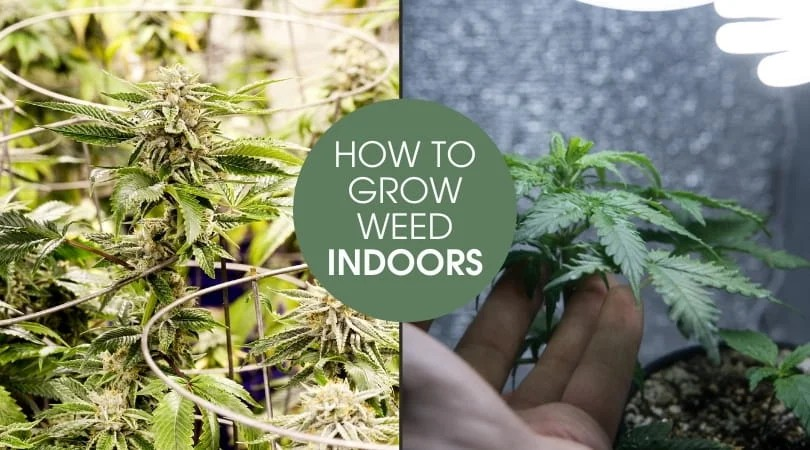 Maximising the Potential of Indoor Cannabis Seeds.