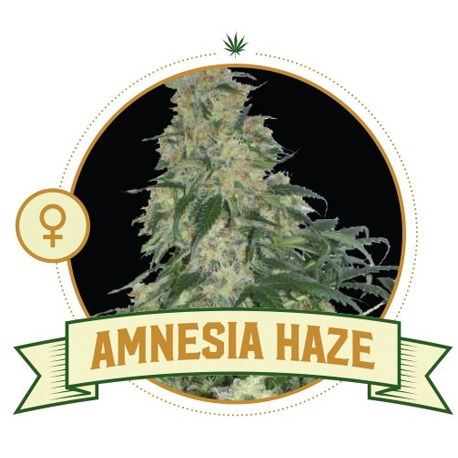 Top Reasons to Choose Discount Cannabis Seeds for Your Amnesia Seeds.