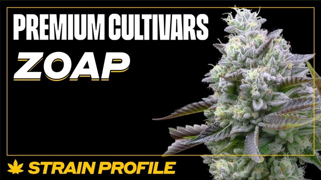 Success Stories: Zoap Cannabis Seeds at Discount Cannabis Seeds.