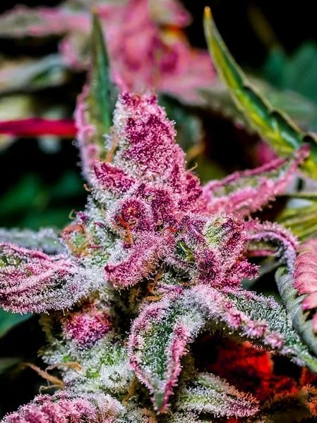 Get Your Hands on Premium Pink Runtz Cannabis Seeds.