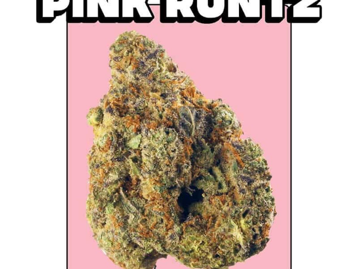 Get Your Hands on Premium Pink Runtz Cannabis Seeds.