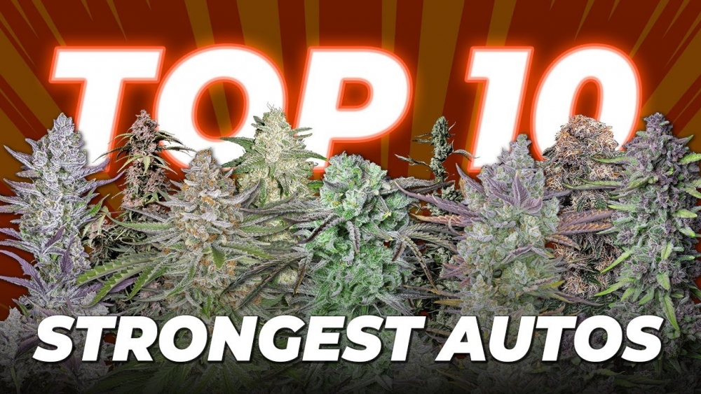 Most Popular Strains of Auto Feminised Cannabis Seeds 