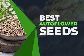 Super Potent Auto Cannabis Seeds: Customer Reviews.