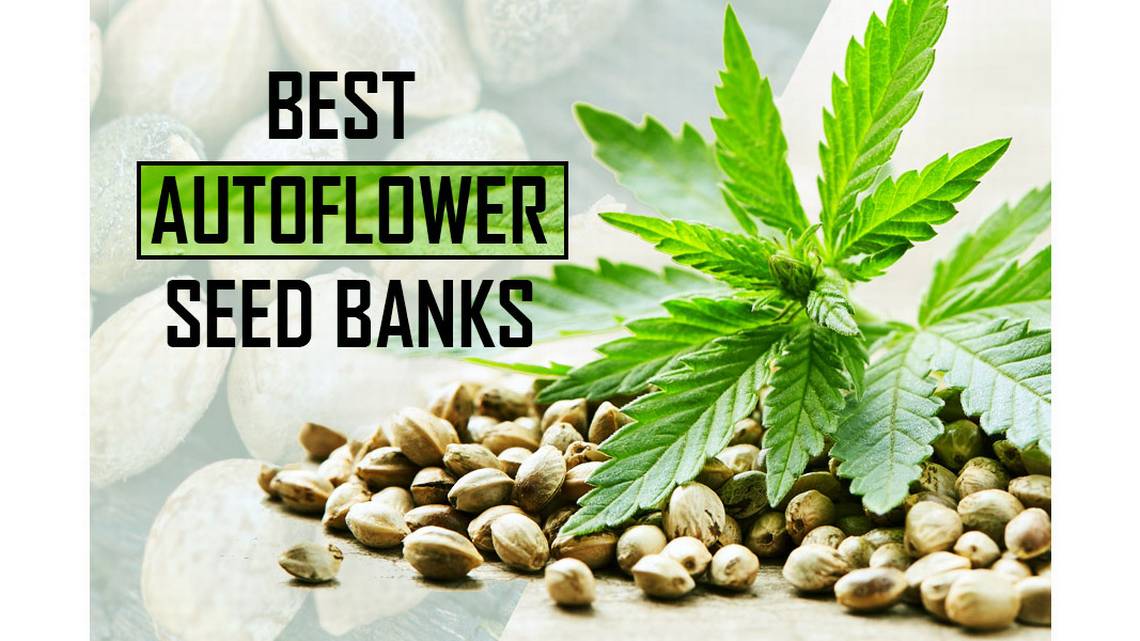 Auto Cannabis Seeds: Our Best Sellers at Discount Cannabis Seeds