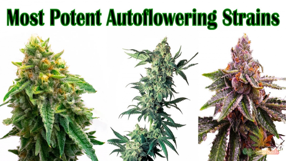 Growing Auto Feminised Cannabis Seeds: Essential Tips for Success.