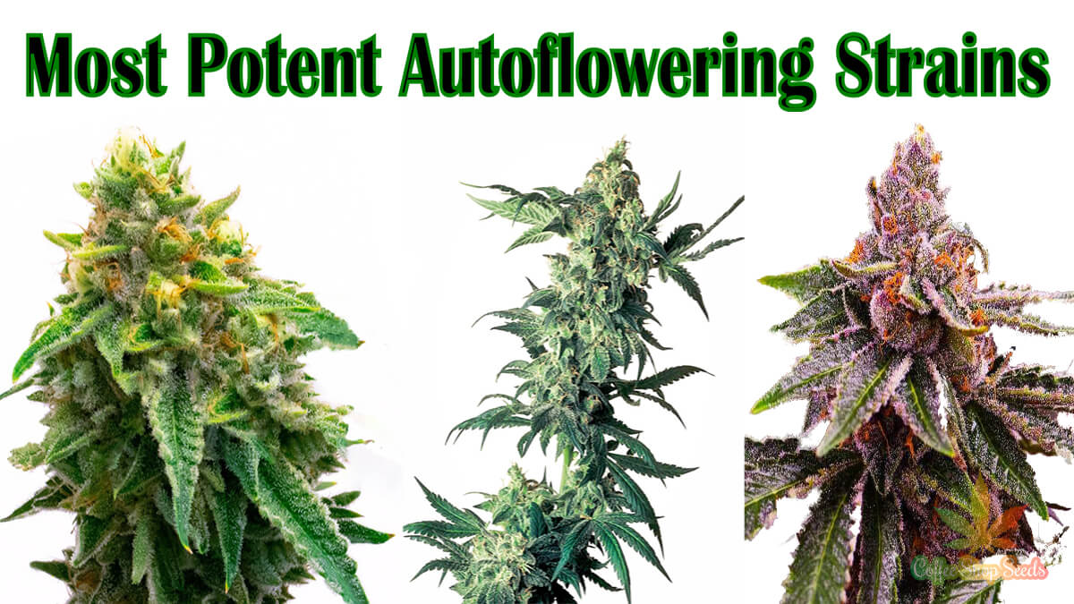 Choosing the Perfect Auto Feminised Cannabis Seeds.