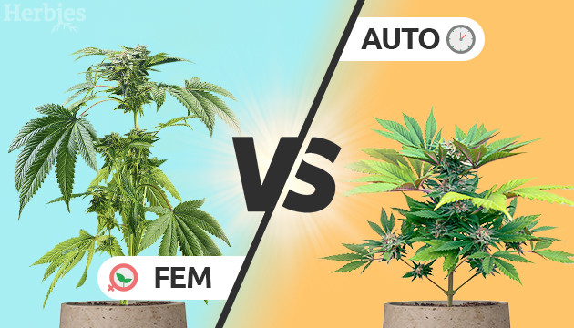 Auto Seeds und feminisierte Cannabissamen bei Discount Cannabis Seeds.