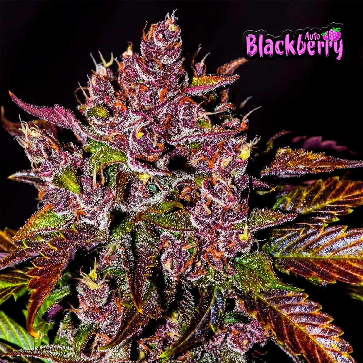 Auto Blackberry Gum Cannabis Seeds at Discount Cannabis Seeds.