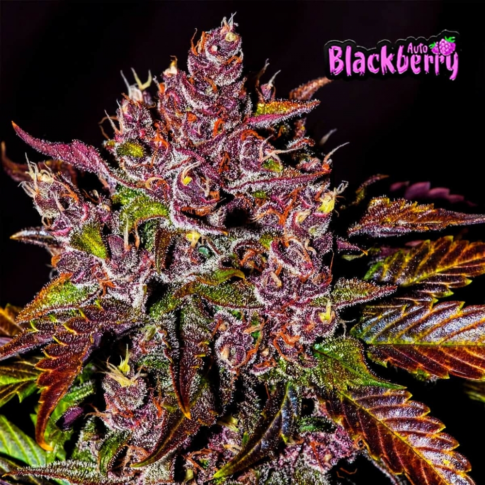 Why Choose Discount Cannabis Seeds for Auto Blackberry Gum Seeds?